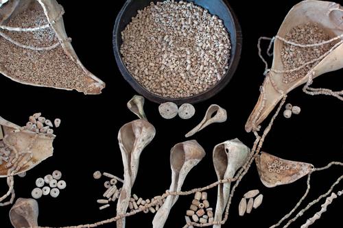 Assorted shell and other artifacts