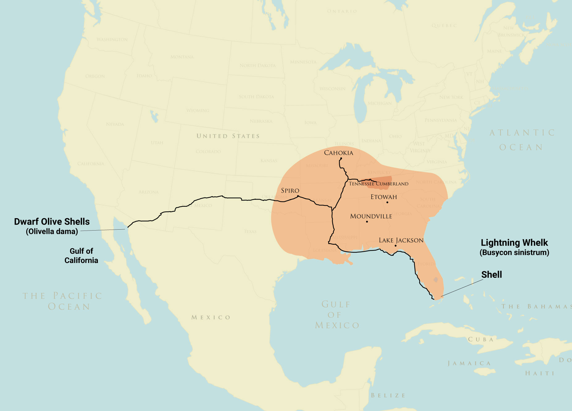 Shell Trade Route